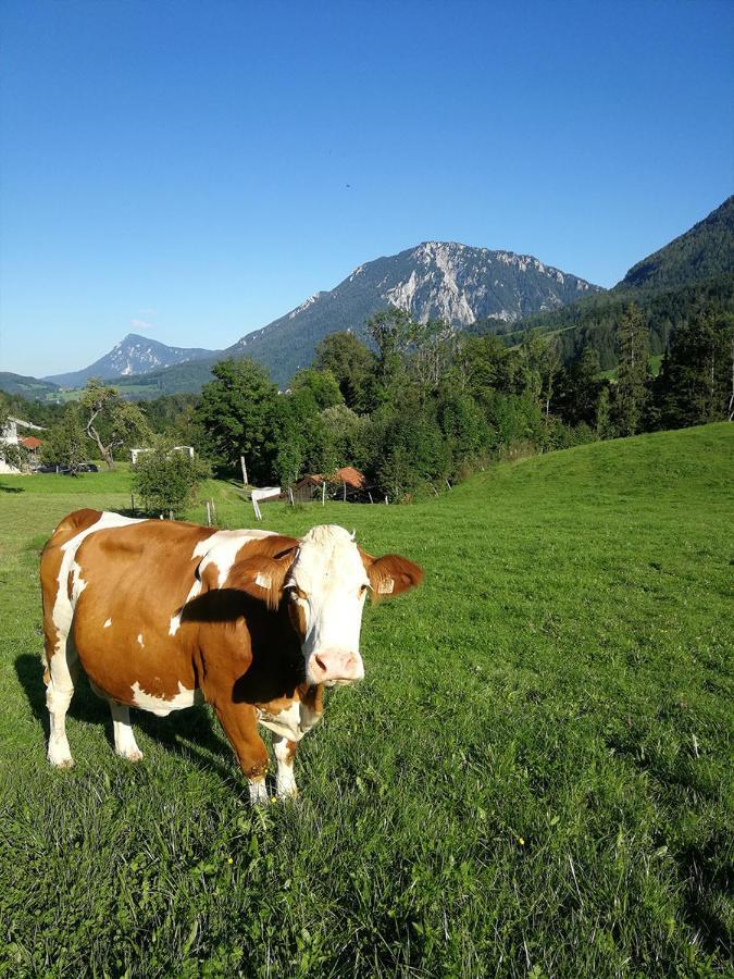 Almbauernhof *